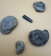 5 Fossilien: Ammonit & Donnerkeil, Muschel/Brachiopode – Sammlung/Deko