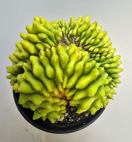 Sehr schöner gymnocalycium - schöner,