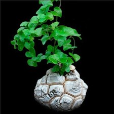 Dioscorea elephantipes Pflanz, Hottentot Bread, Dioscorea, Testudinaria, Caudex