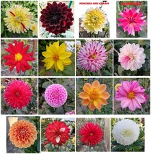 Dahliensamen Mix 16 V. Sorten je Sorte 2 Samen = 32 Samen für 7 € Inclu. Versand