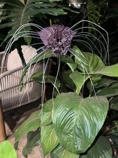 Fledermausblume bat flower - bat,