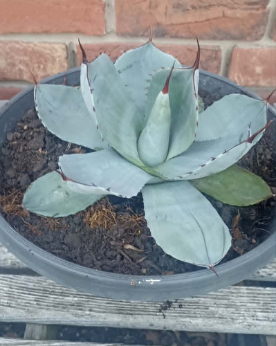 Agave parryi truncata 22cm - agave,