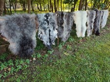 Echte Nordschnucken Schaffelle