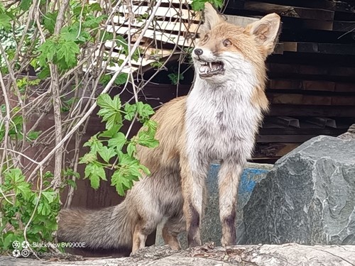 Fuchs tierpräparat - fuchs,