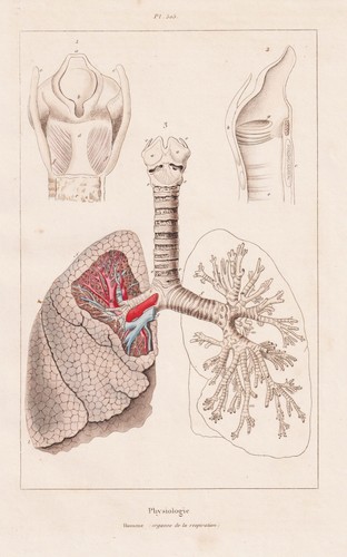 Lunge organe organs anatomie - organs,