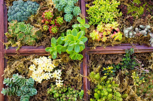 Sedum mischung fetthenne - mischung, 20