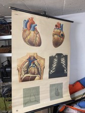 Rollkarte Anatomie HERZ