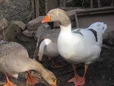 5 Gänseeier unserer