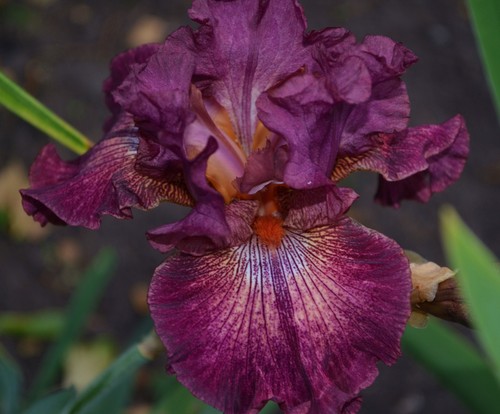 Schwertlilie bartiris iris - schwertlilie,