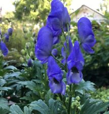 Herbst Eisenhut - Aconitum carmichaelii