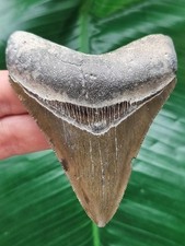 8,4 cm scharfer Zahn des Megalodon - Hai Zahn Fossil