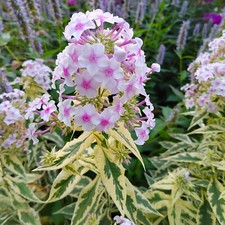 Phlox paniculata nora - nora, leigh