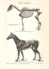 Pferd I. - II. historischer