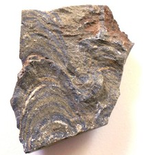 Seltener Stromatolith   Rohstein Australien  (X689) TOP- Auktionen-Schau !??