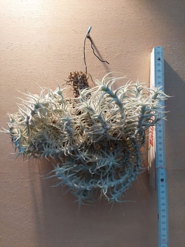 Tillandsia stellifera clump - tillandsia, stellifera,
