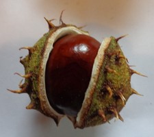 ??Lot Geoden selberknacken Trias Kristalle  (Y429) Schau Mal durch !