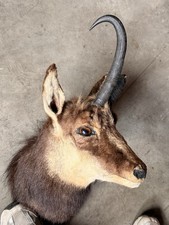 Gamskopf Ausgestopft