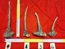 Hirschhorn Hirschgeweih Damhirsch zur Auswahl (A3)