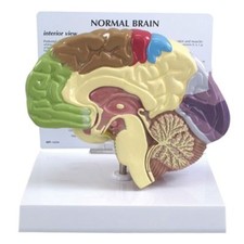 Brain Half Sectioned GPI Model w Key Card LFA #2950 Machen Sie uns ein Angebot! SIEHE VIDEO