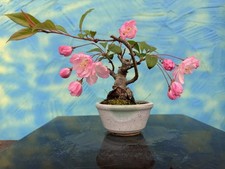 Joe shohin bonsai - joe, apfel