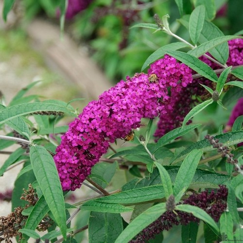 Sommerflieder buddleja davidii - buddleja,
