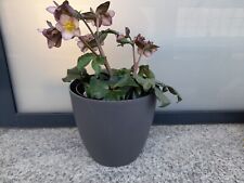 Übertopf Anthrazit ca. 25 cm Hydrokultur  Topf Blumentopf für Zimmerpflanze