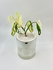 Monstera Adansonii Albo