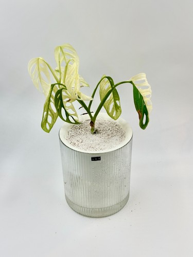 Monstera adansonii albo - monstera,