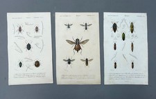 Naturgeschichte insekten - naturgeschichte,,