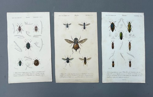 Naturgeschichte insekten - naturgeschichte,,