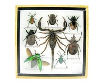 Einzelstück - echte