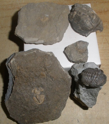 Seltene trilobiten eifel - seltene,
