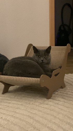 Katzenkratzbrett