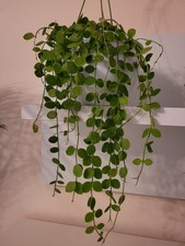 2× Ableger Steckling