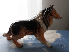 Collie, Göbel, gross