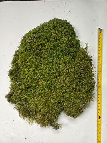 Frischer lebender wald teppich - frischer,