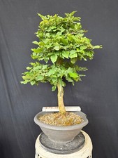 Hainbuche Bonsai Prebonsai