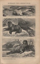 Lithograph 1903: SEALS AND