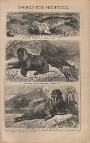 Lithografie 1903 robben und - 1903:,