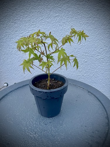 Ahorn arakawa bonsai pflanze - arakawa,