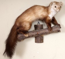 Schöner Steinmarder Beech