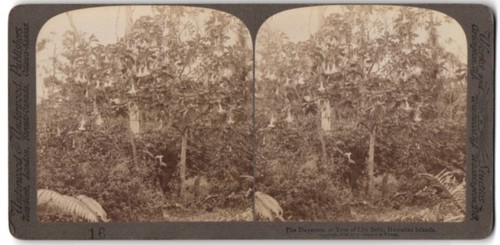 Stereo fotografie underwood - stereo-fotografie, &