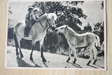 Pferd Postkarte Draft Horse Postcard CPA Cheval AK Kinder Norweger