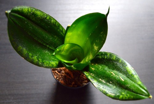 Sansevieria trif hahnii loops - trif.,