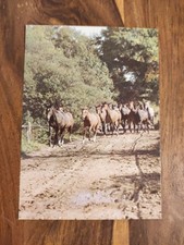 Alte Pferdepostkarte Krajowa Polen AK Pferd