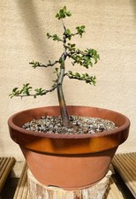Pre Bonsai, toller Weissdorn