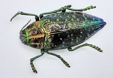 Buprestidae, Polybothris