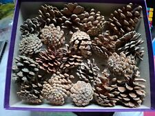 Kiefernzapfen 20 Stück