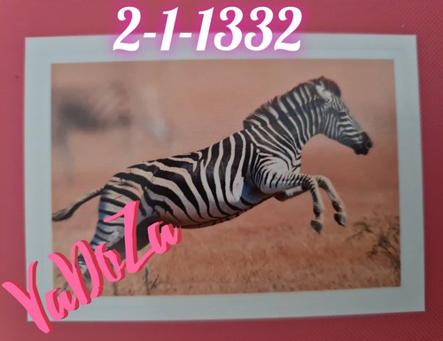 Abenteuer tierwelt zebra - -,