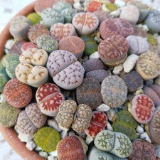 Lithops-Mischsamen, Lithops samen Mischung, Lebender Steine Samen, Lithops Samen